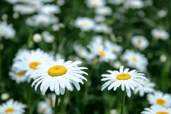 Daisy flor em um prado verde . — Fotografia de Stock