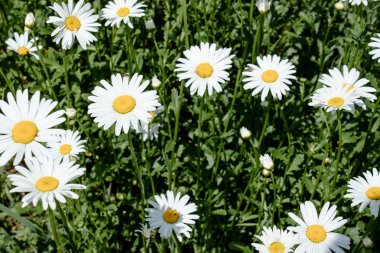 Bir grup beyaz papatya çiçeği.