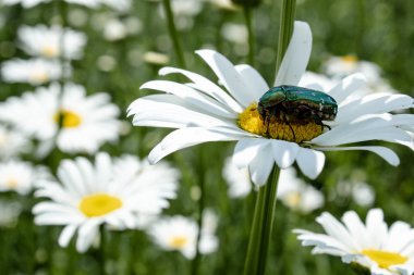 Papatyanın üzerinde yeşil kanatlı böcek. Beyaz papatya üzerinde bir böcek fotoğrafı.
