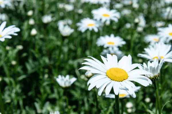 Oblast sedmikráků s důrazem na jednu květinu. Heřmánkový, chamomilní měsíc — Stock fotografie