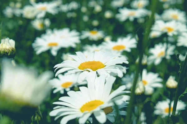 Daisy flor em um prado verde . — Fotografia de Stock