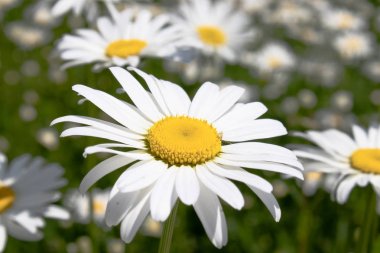 Bir çiçek üzerinde durularak papatya alanı. Papatya, papatya ay
