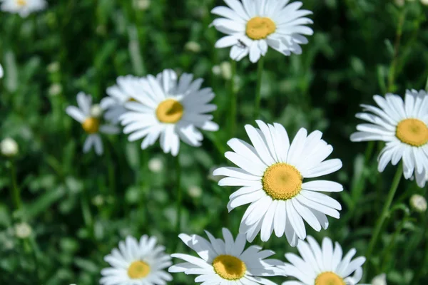 Grupa białych kwiatów stokrotka. — Zdjęcie stockowe