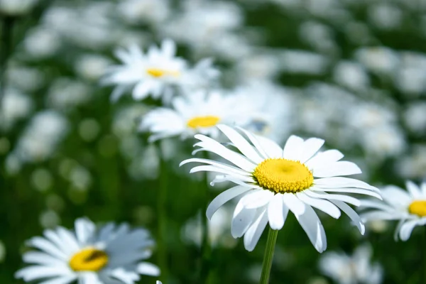 하나의 꽃에 중점을 둔 데이지 필드. 카모마일, 카모마일 문 — 스톡 사진