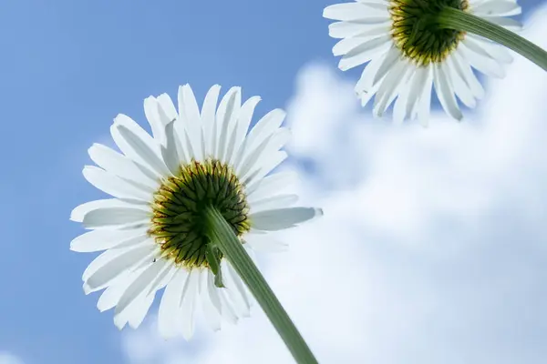 카모마일, 푸른 하늘에 대한 바닥보기. 매크로 클로즈업 사진. — 스톡 사진