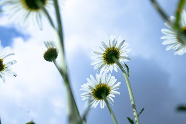 카모마일, 푸른 하늘에 대한 바닥보기. 매크로 클로즈업 사진. — 스톡 사진