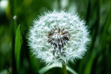 Çim bir beyaz kabarık karahindiba closeup