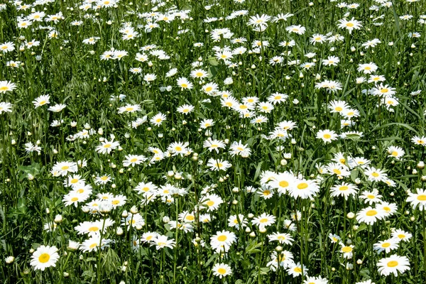 Summer field of daisies. — Stock Photo, Image