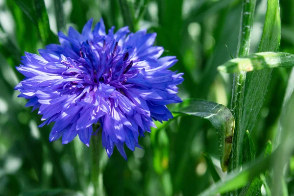 Flor de milho azul em um fundo de grama verde — Fotografia de Stock