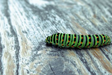 Yeşil tırtıl Machaon tahtada sürünerek.