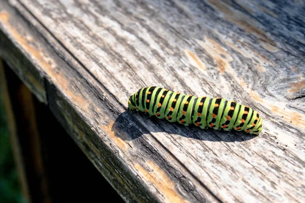 Green caterpillar Machaon crawling on the board. — Stock Photo, Image