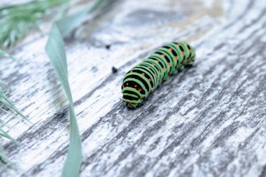 Yeşil tırtıl Machaon tahtada sürünerek.