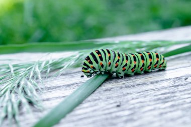 Yeşil tırtıl Machaon yeşil yapraklarla beslenir..