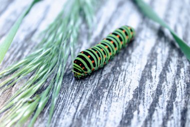 Yeşil tırtıl Machaon tahtada sürünerek.