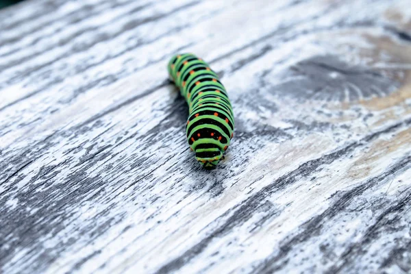 Grüne Raupe machaon kriecht auf dem Brett. — Stockfoto