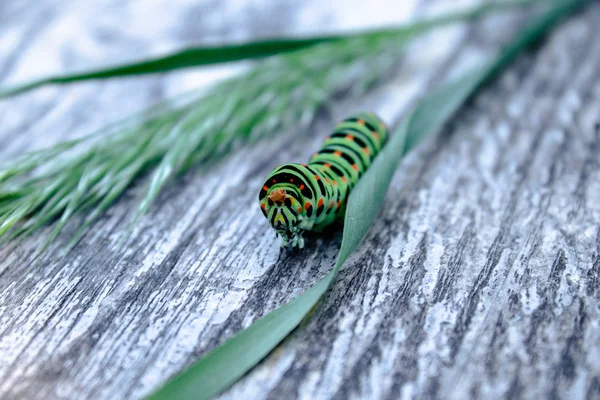 ボード上を這う緑の毛虫マチャオン. — ストック写真