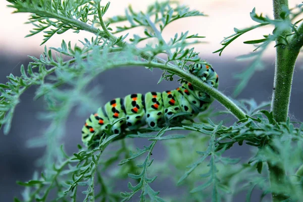 Machaon hernyó ül egy zöld szár. — Stock Fotó