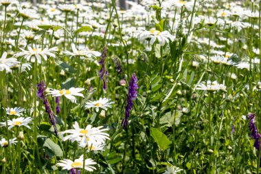 papatyalar yaz alanında.
