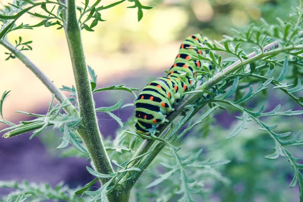 Raupe kriecht auf einem dünnen grünen Zweig. — Stockfoto