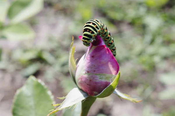 Grüne Raupe auf einer rosa Rose. — Stockfoto