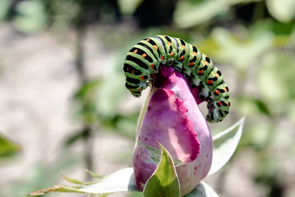 Grüne Raupe auf einer rosa Rose. — Stockfoto