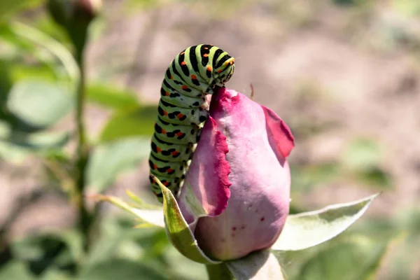 Green caterpillar on a pink rose. — Stock Photo, Image