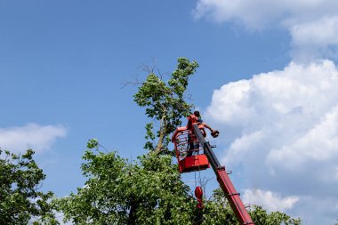 Ağaçları budama ve elektrikli testere ile bir adam testere ile testere, eski bir büyük ağacın dalları arasında yüksek irtifada bir adam testere ile testere.
