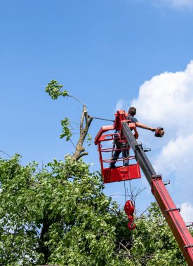 Ağaçları budama ve elektrikli testere ile bir adam testere ile testere, eski bir büyük ağacın dalları arasında yüksek irtifada bir adam testere ile testere.