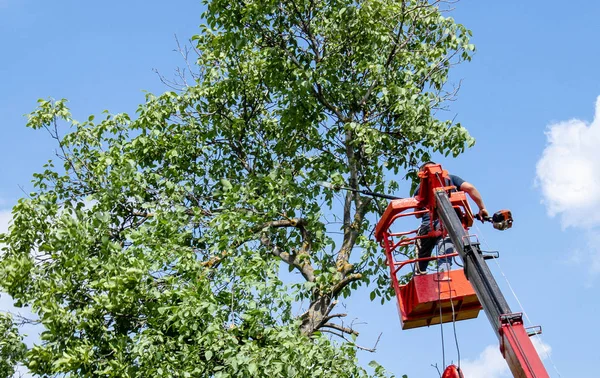 Tree pruning and sawing by a man with a chainsaw standing on the platform of a mechanical chairlift.