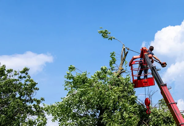 Ağaçları budama ve elektrikli testere ile bir adam testere ile testere, eski bir büyük ağacın dalları arasında yüksek irtifada bir adam testere ile testere.