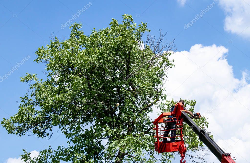 Tree pruning and sawing by a man with a chainsaw standing on the platform of a mechanical chairlift.