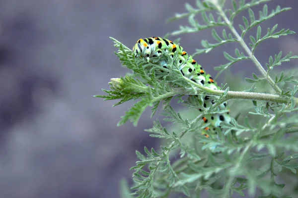 Machaon-Raupe sitzt auf grünem Stiel. — Stockfoto