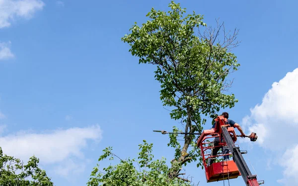 Tree pruning and sawing by a man with a chainsaw standing on the platform of a mechanical chairlift.