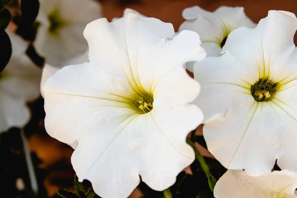 Flores brancas petúnias no jardim . — Fotografia de Stock