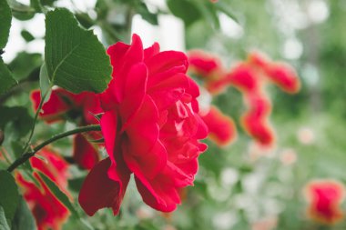 Yaz bahçesinde güzel kırmızı gül.