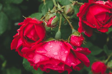 Kırmızı bir gül üzerinde yağmur damlaları. Bahçede taze çiçekler yaprakları üzerinde Çiy damlaları