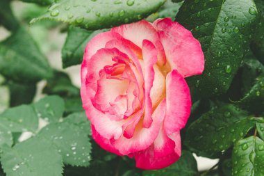 Yalnız pembe yeşillik arasında yağmur damlaları ile gül.