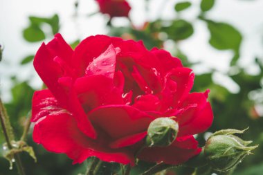 Yaprakları üzerinde kırmızı gül ve yağmur damlaları.