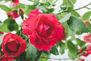 Yaprakları üzerinde kırmızı gül ve yağmur damlaları.