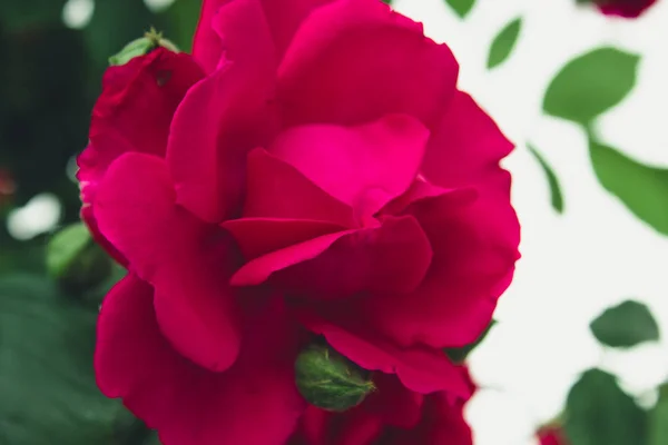 Hermosas rosas rojas en el jardín de verano . —  Fotos de Stock