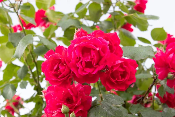 Gotas de lluvia sobre una rosa roja. Gotas de rocío en los pétalos de flores frescas en el jardín —  Fotos de Stock