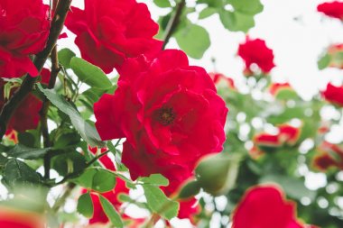 Yaz bahçesinde güzel kırmızı gül.