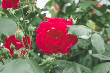 Bahçede kırmızı güller Bush çiçekler