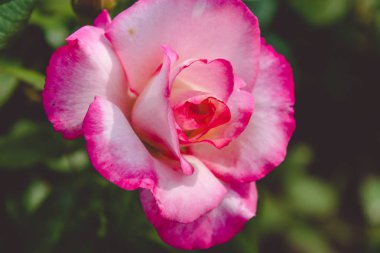 Bahçede yalnız renkli pembe gül.