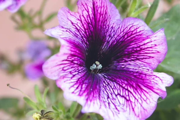 Brillante petunia colorido en el jardín . —  Fotos de Stock