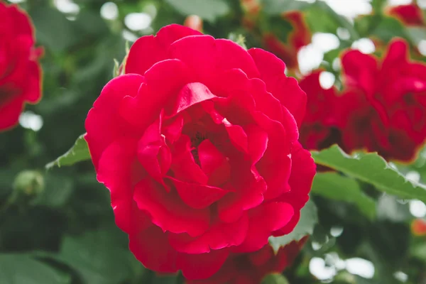 Hermosas rosas rojas en el jardín de verano . —  Fotos de Stock