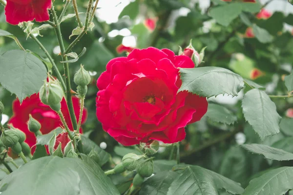 Rosas rojas Flores de Bush en el jardín —  Fotos de Stock
