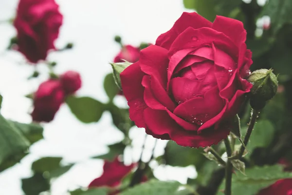 Yağmur damlalı kırmızı gül