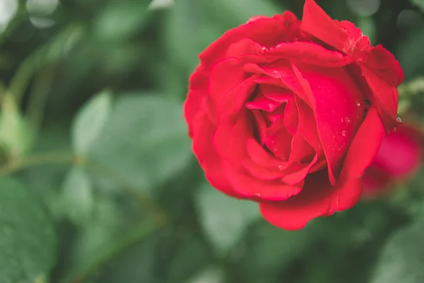 Rosa roja solitaria con gotas de lluvia entre el follaje . —  Fotos de Stock