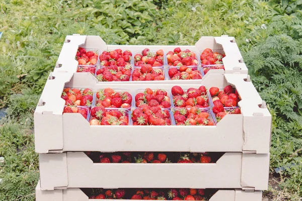 Garden strawberries, many ripe, juicy berries in plastic boxes on the field. — Stock Photo, Image